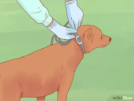 Image titled Introduce a Dog to a Dog Park Step 13