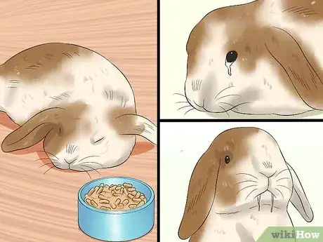 Image titled Care for Holland Lop Rabbits Step 18