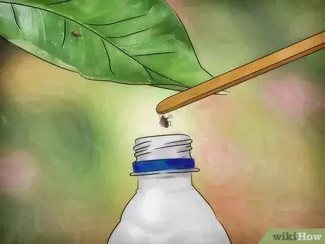 Image titled Get Rid of Stink Bugs Naturally Step 11