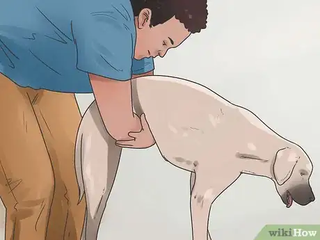 Image titled Save a Choking Dog Step 11