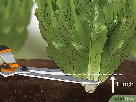 Image titled Harvest Romaine Lettuce Step 2