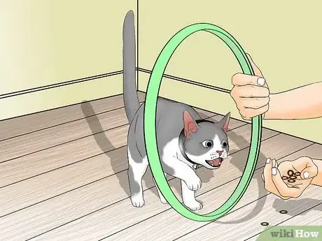 Image titled Train a Cat to Jump Through a Hoop Step 5