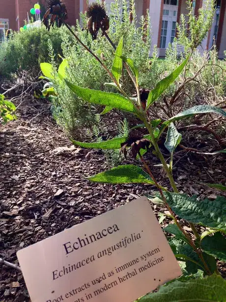 Image titled Echinacea
