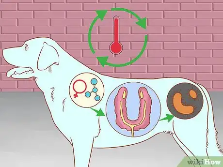 Image titled Prevent Pyometra in Dogs Step 9