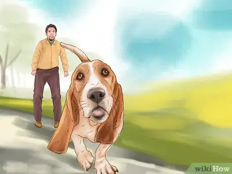 Image titled Identify a Basset Hound Step 8