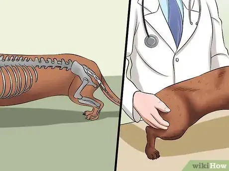 Image titled Diagnose Back Problems in Dachshunds Step 3