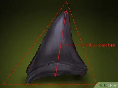 Image titled Identify Shark Teeth Step 3