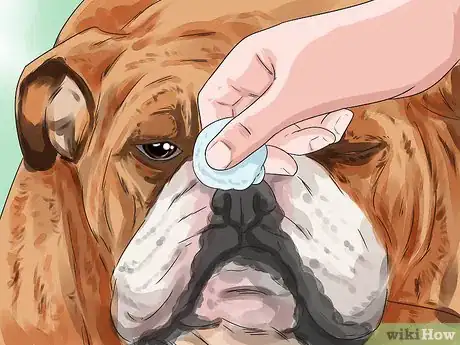 Image titled Clean a Bulldog's Face Folds Step 8