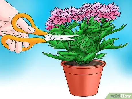 Image titled Root Chrysanthemum Cuttings Step 14