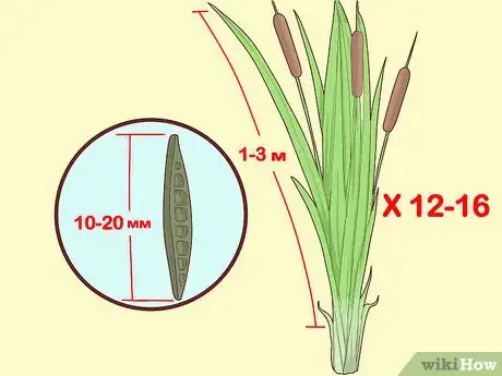 Image titled Harvest Cattails Step 4