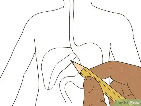 Image titled Draw a Model of the Digestive System Step 5