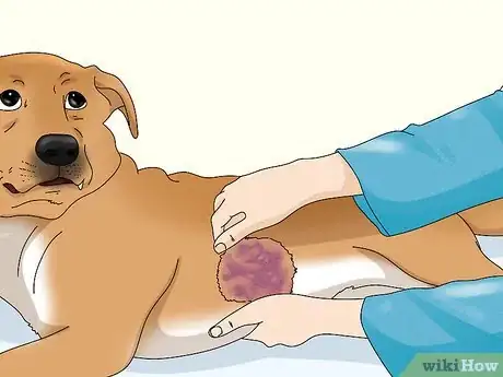 Image titled Treat Dog Ulcers Step 10