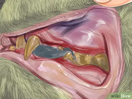 Image titled Deal with Tooth Resorption in Cats Step 4