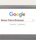 Care for Neon Tetra