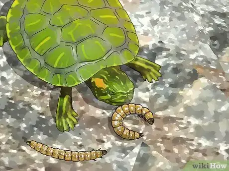 Image titled Look After a Turtle Step 7