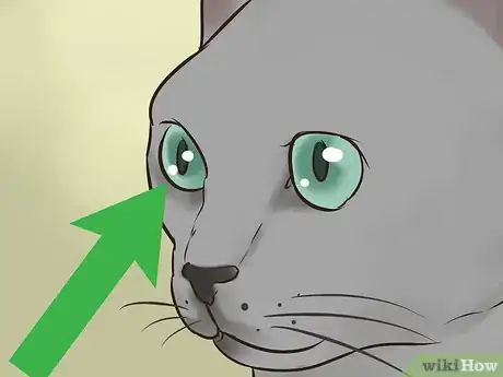 Image titled Identify a Korat Cat Step 2