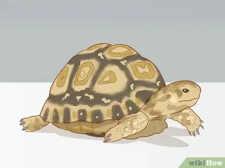 Image titled Care for a Leopard Tortoise Step 1