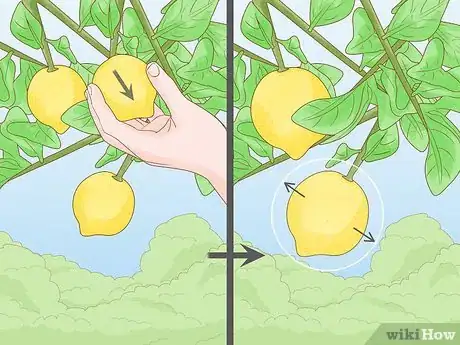 Image titled Prune a Lemon Tree Step 12