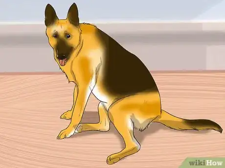 Image titled Diagnose Pancreatic Enzyme Deficiencies in German Shepherds Step 2