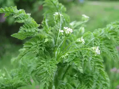 Image titled Anthriscus sylvestris