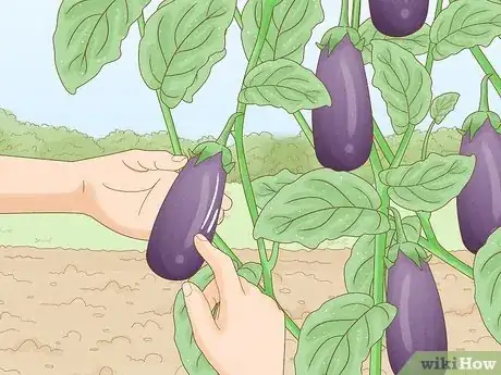 Image titled Harvest Eggplant Step 2