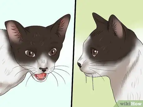 Image titled Tell if a Cat Has Rabies Step 3