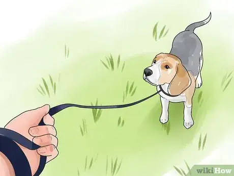 Image titled Take Care of a Beagle Puppy Step 7