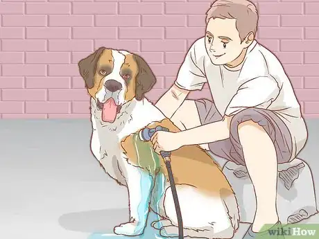 Image titled Care for a Saint Bernard Step 10