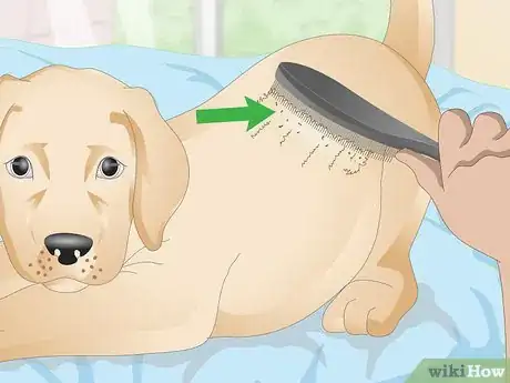 Image titled Detect Flea Bites Step 9