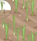 Grow Onions in Water