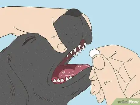 Image titled Treat Flea Bites on Dogs Step 11