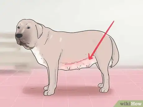 Image titled Help Your Dog Whelp or Deliver Puppies Step 12