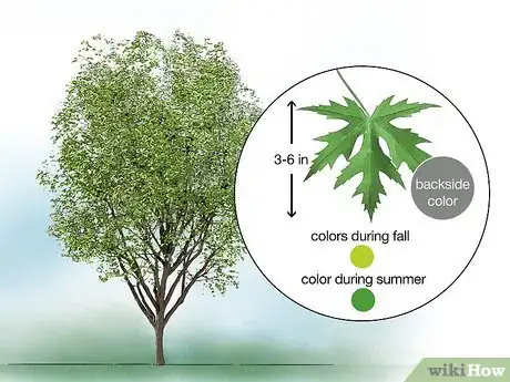 Image titled Identify Common Species of Maple Trees Step 19