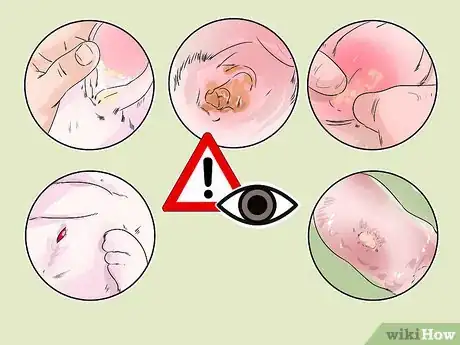 Image titled Diagnose Ear Mites in Rabbits Step 2