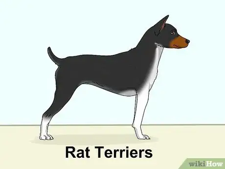 Image titled Identify a Boston Terrier Step 16