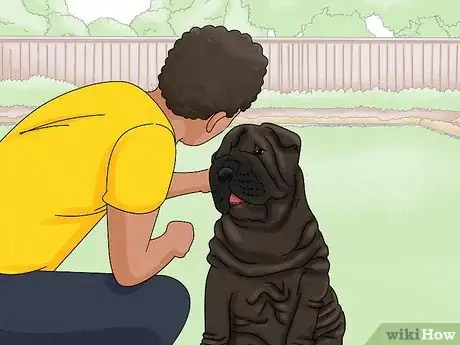 Image titled Identify a Shar‐Pei Step 11