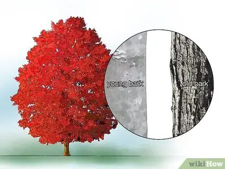 Image titled Identify Common Species of Maple Trees Step 13