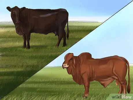 Image titled Identify Brangus Cattle Step 1