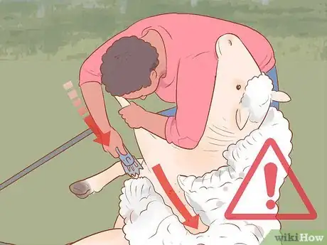 Image titled Shear a Sheep Step 17