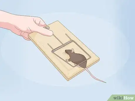 Image titled Get Rid of Rats in Apartment Buildings Step 6