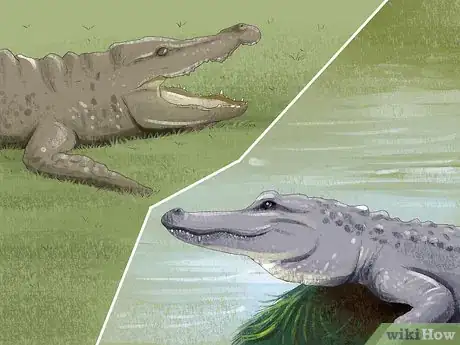 Image titled Tell the Difference Between a Crocodile and an Alligator Step 3