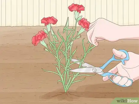 Image titled Plant Carnations Step 4