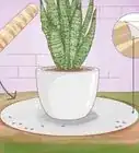 Remove Ants from Potted Plants