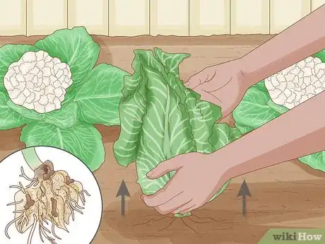 Image titled Grow Cauliflower Step 14