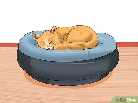 Image titled Wake up a Cat Step 10