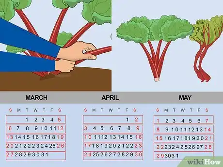 Image titled Grow Rhubarb from Seed Step 19