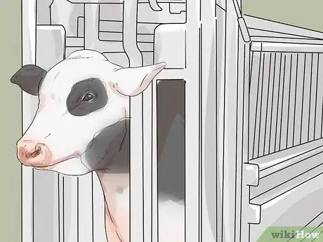 Image titled Tell if a Cow or Heifer Is Pregnant Step 5