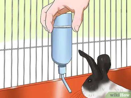 Image titled Care for Dutch Rabbits Step 10