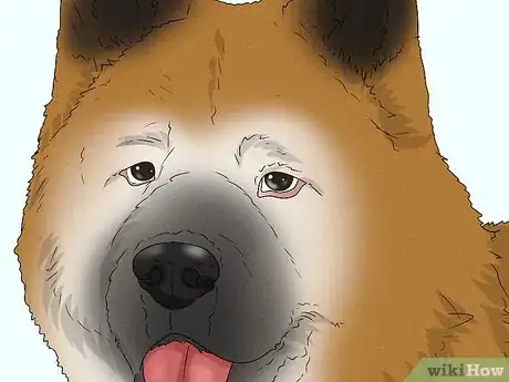 Image titled Identify an Akita Step 3