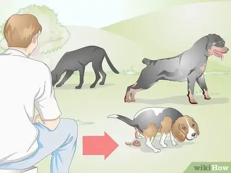 Image titled Get a Fecal Sample from Your Dog Step 4